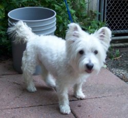 Lucy - WestieMed Recipient November 2010