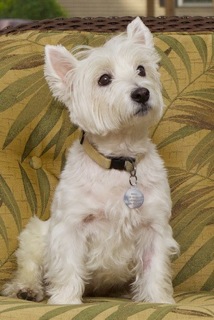 Lucy - WestieMed Recipient November 2010