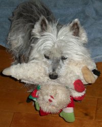 Lucy - WestieMed Grant Recipient September 2012