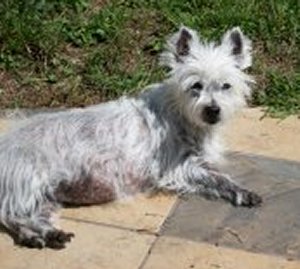 Lucy - WestieMed Grant Recipient September 2012