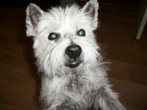 Lucy - WestieMed Grant Recipient September 2012