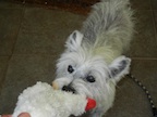 Lucy - WestieMed Grant Recipient September 2012