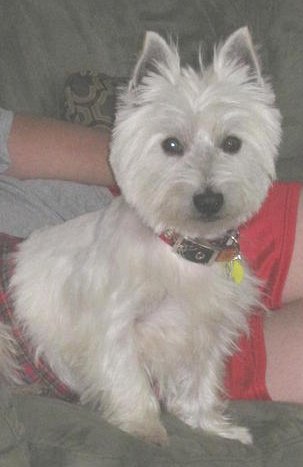 Paddy - WestieMed Recipient April 2011