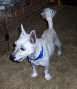 Peppi - WestieMed Recipient June 2011