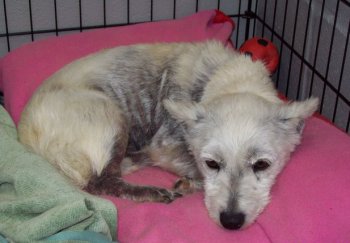 Peppi - WestieMed Recipient June 2011