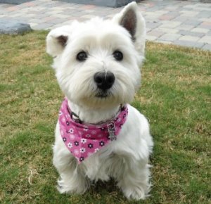 Pixie - WestieMed Grant Recipient February 2012