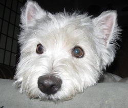 Skye - WestieMed Grant Recipient July 2011