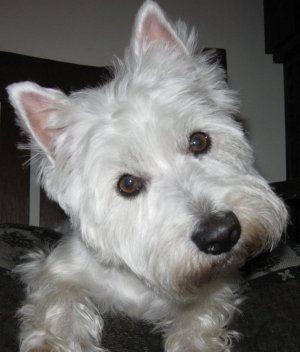 Skye - WestieMed Grant Recipient July 2011