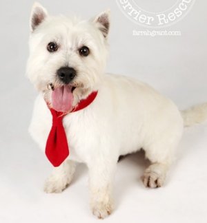 Casper and Diamond - WestieMed Grant Recipient July 2012