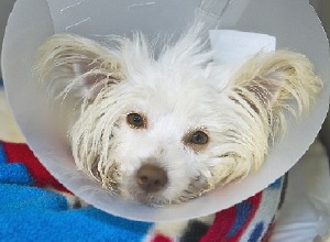 Cuddlebug - WestieMed Recipient August 2010