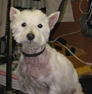 Millie WestieMed Grant Recipient December 2011