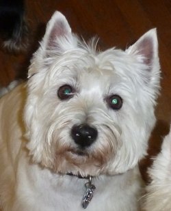 Casper and Diamond - WestieMed Grant Recipient July 2012