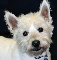 Eddie - WestieMed Recipient February 2011