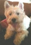 Ellie - WestieMed Grant Recipient July 2011