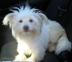 Cuddlebug - WestieMed Recipient August 2010