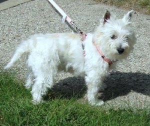 Lacy - WestieMed Recipient November 2010