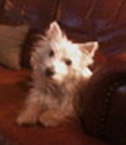 Millie - WestieMed Grant Recipient June 2012