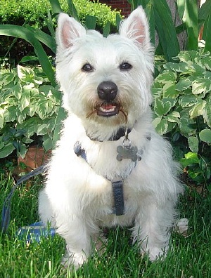 Herman - WestieMed Recipient August 2008