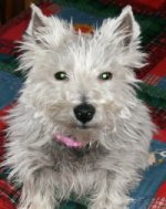 Lily - WestieMed Recipient December 2009