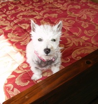 Lily - WestieMed Recipient December 2009