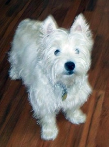 Morgan - WestieMed Recipient August 2009