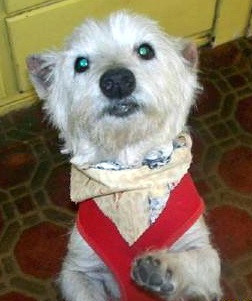 Ralph - WestieMed Recipient December 2009