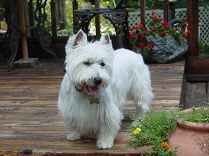 Simon - WestieMed Recipient July 2001