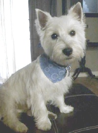 Zero - WestieMed Recipient March 2009