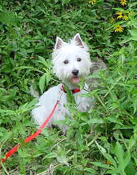 Alice - WestieMed Recipient February 2008