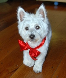 Tavish McPeAllie - WestieMed Recipient March 2009