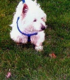 Angel - WestieMed Recipient June 2008