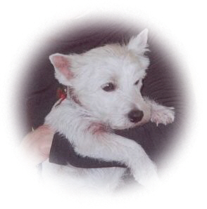 Angus - WestieMed Recipient November 2001