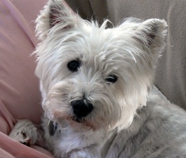 Annie - WestieMed Recipient August 2009