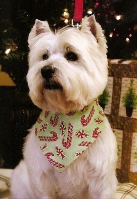 Annie - WestieMed Recipient August 2009