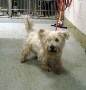 Annie - WestieMed Recipient August 2009