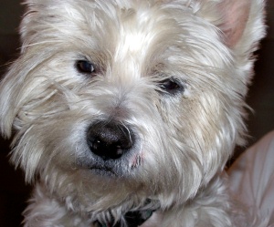 Bailey - WestieMed Recipient April 2009