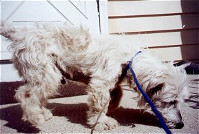 Angus - WestieMed Recipient June 2001