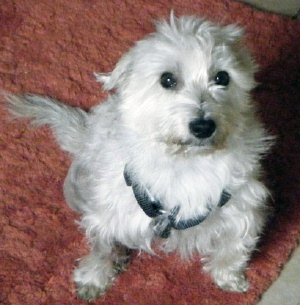 Buddy - WestieMed Recipient December 2009