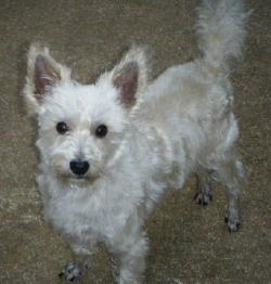 Buddy - WestieMed Recipient December 2009