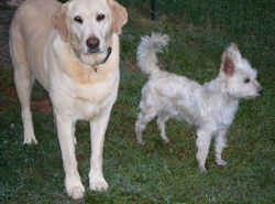 Buddy - WestieMed Recipient December 2009