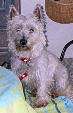 Cilla - WestieMed Recipient December 2008