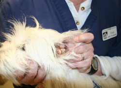 Dolly - WestieMed Recipient February 2009