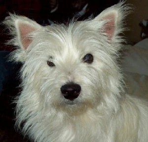 Dolly - WestieMed Recipient February 2009