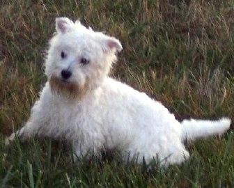 Double Trouble - WestieMed Recipient August 2008