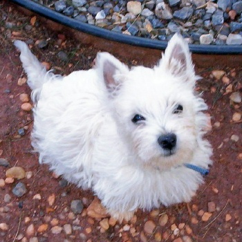 Emma - WestieMed Recipient April 2008