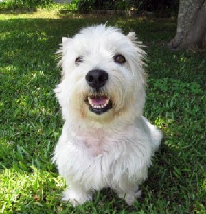 Harry - WestieMed Recipient May 2009