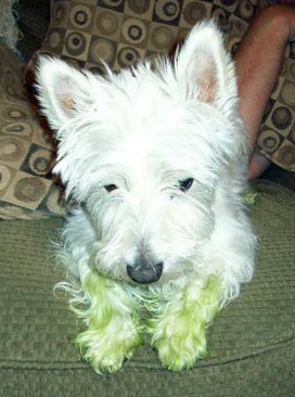 Herman - WestieMed Recipient August 2008