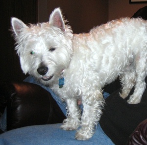 Jack - WestieMed Recipient January 2008