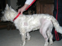 Jack - WestieMed Recipient January 2008