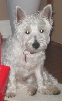 Jack - WestieMed Recipient January 2008